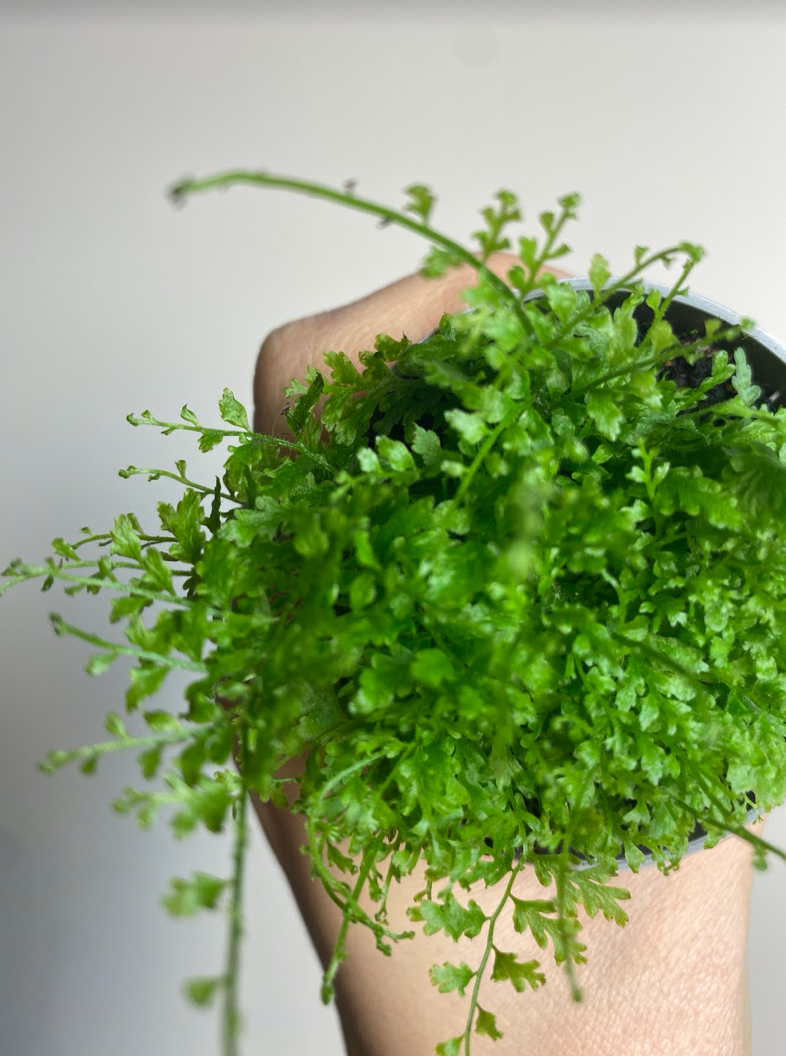 Nephrolepis Exaltata Cotton