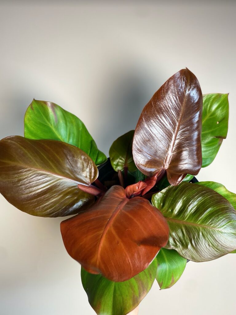 Philodendron Cherry Lady