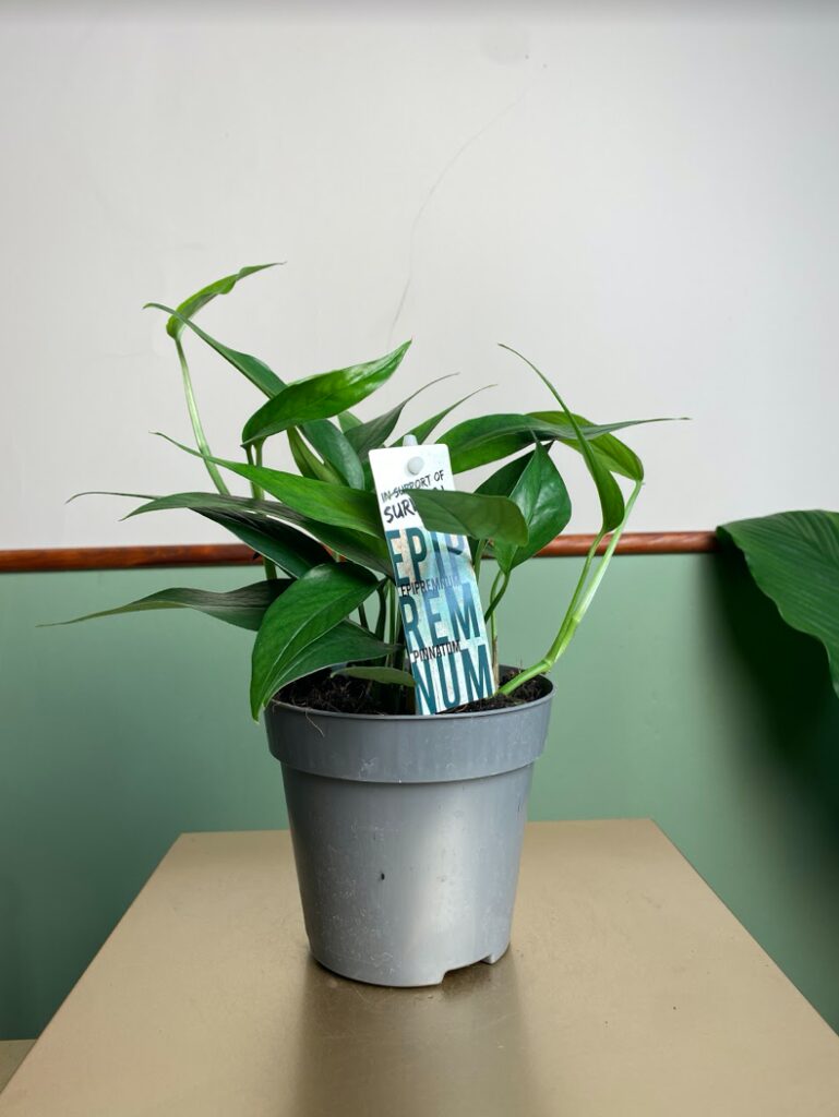 Epipremnum Pinnatum Blue