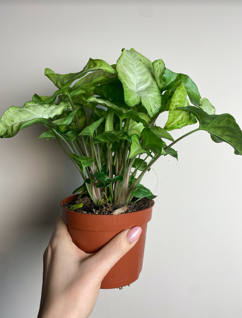 Syngonium zielone White Butterfly