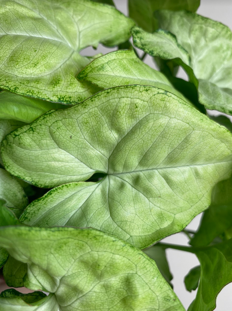 Syngonium zielone White Butterfly