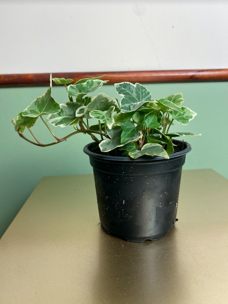 Hedera Mint Kolibri