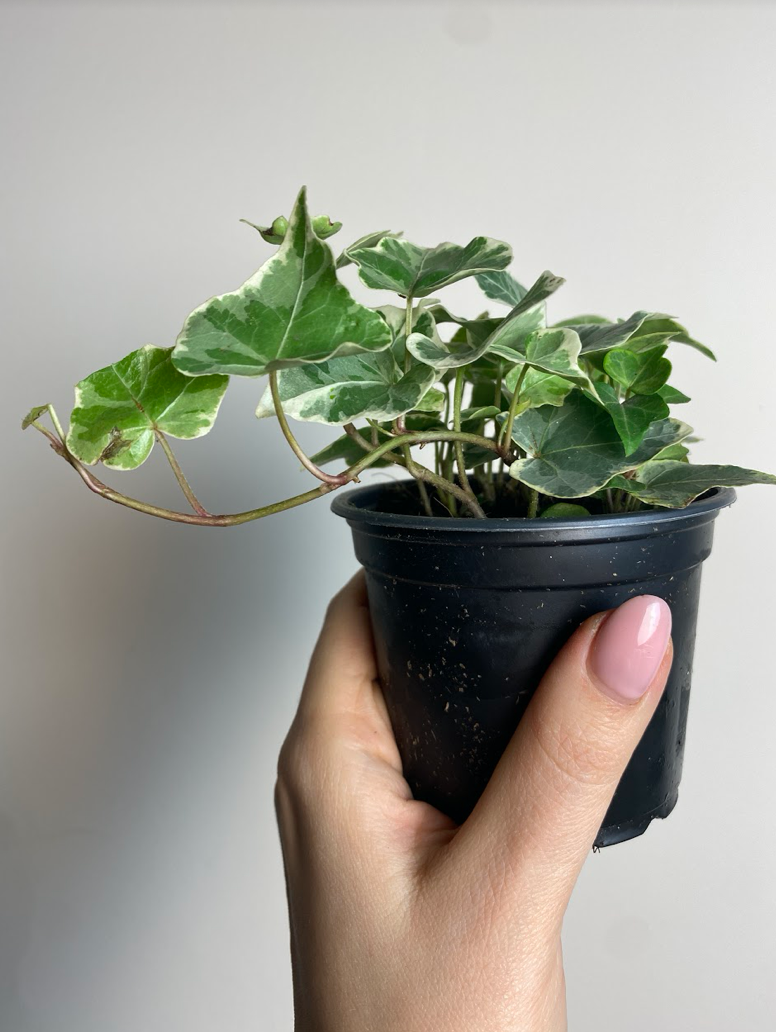 Hedera Mint Kolibri
