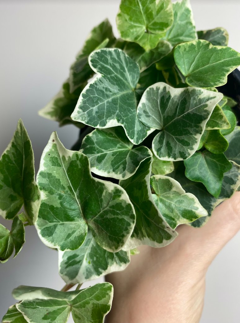 Hedera Mint Kolibri
