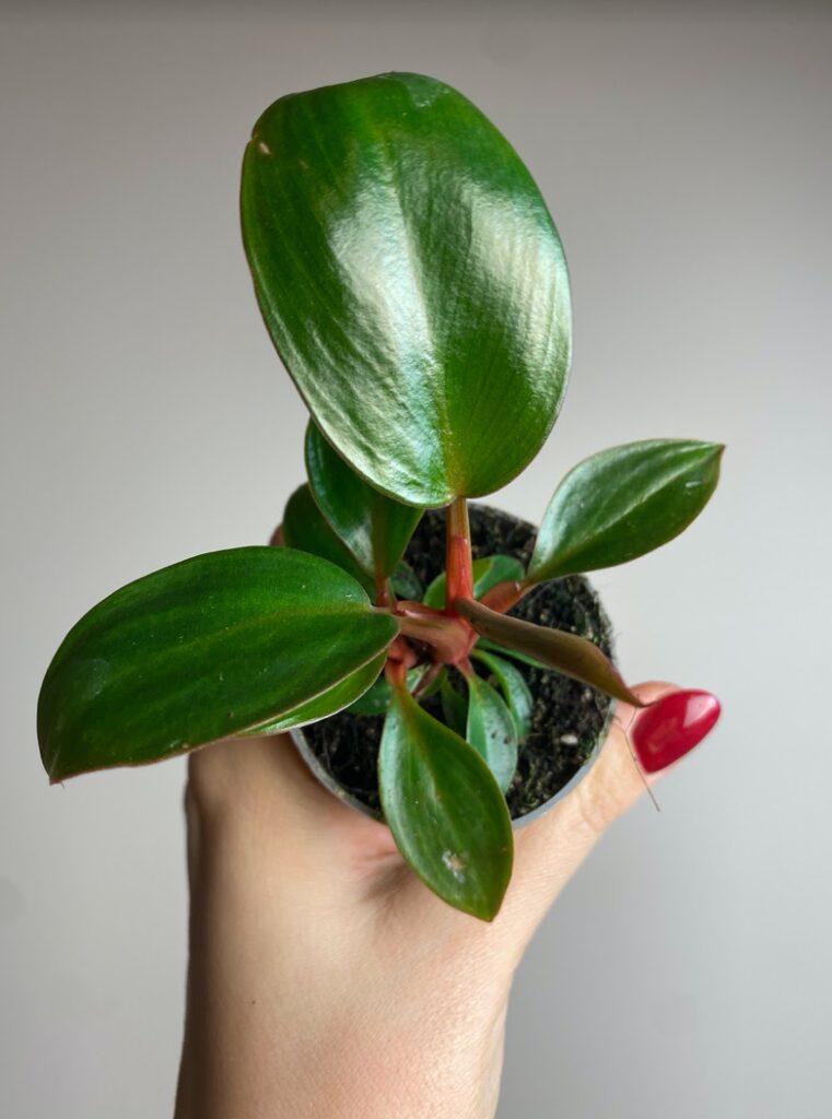 Philodendron Rojo Congo