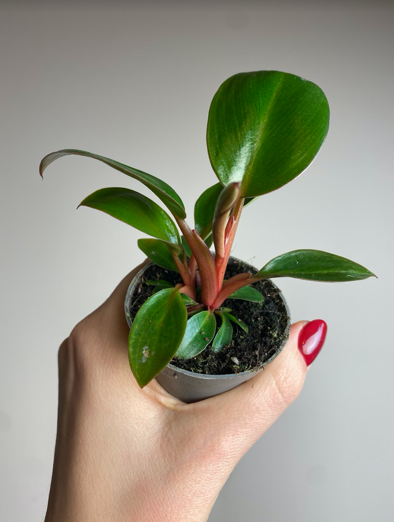 Philodendron Rojo Congo