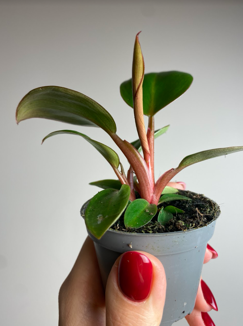 Philodendron Rojo Congo