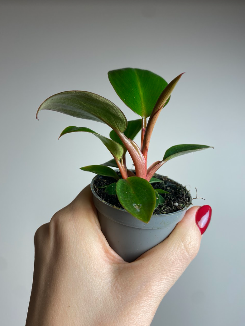 Philodendron Rojo Congo