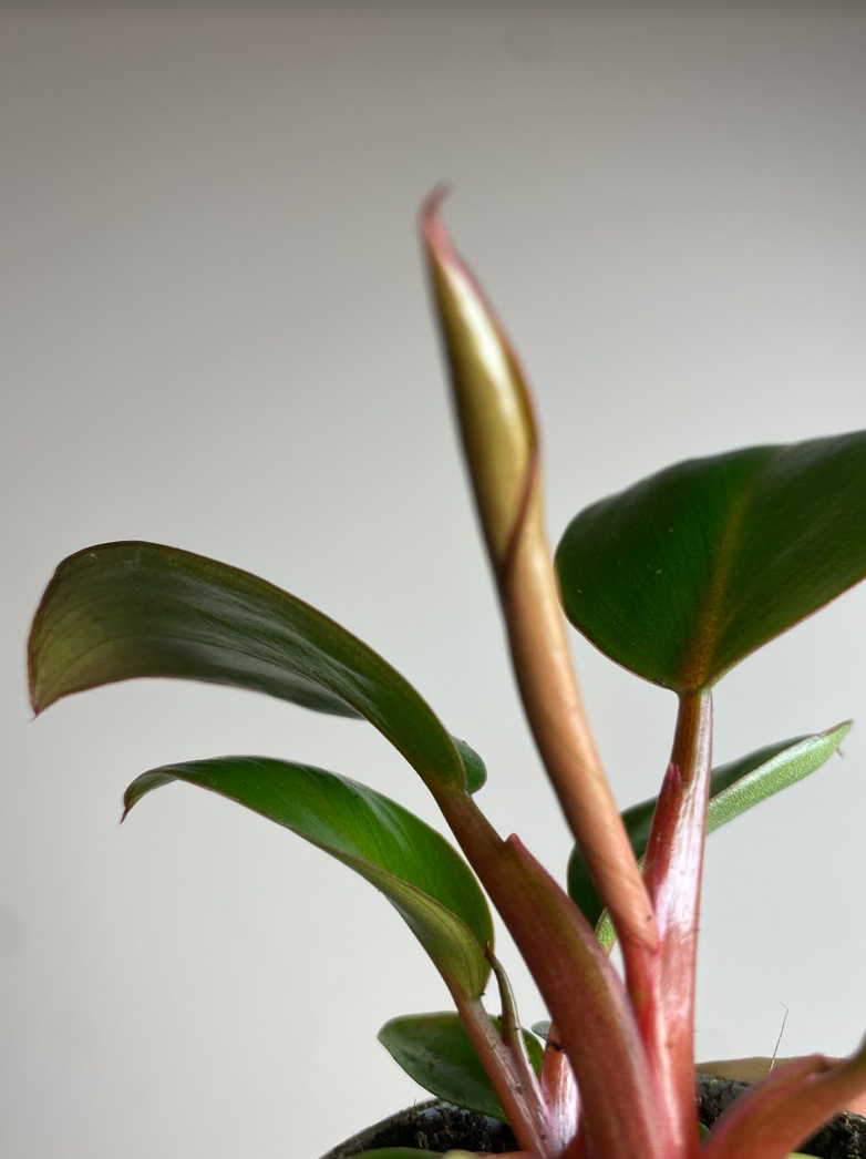 Philodendron Rojo Congo