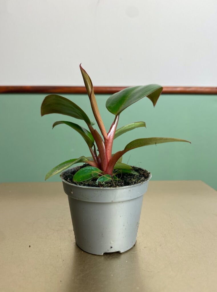 Philodendron Thailand Gold