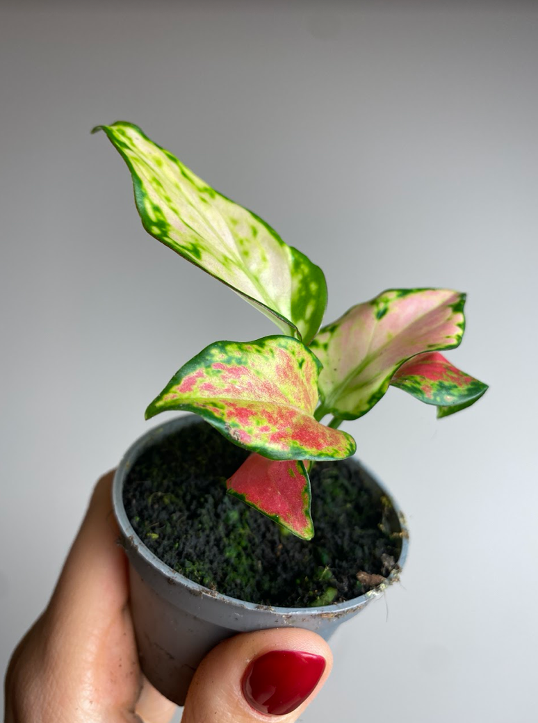 Aglaonema Sierre