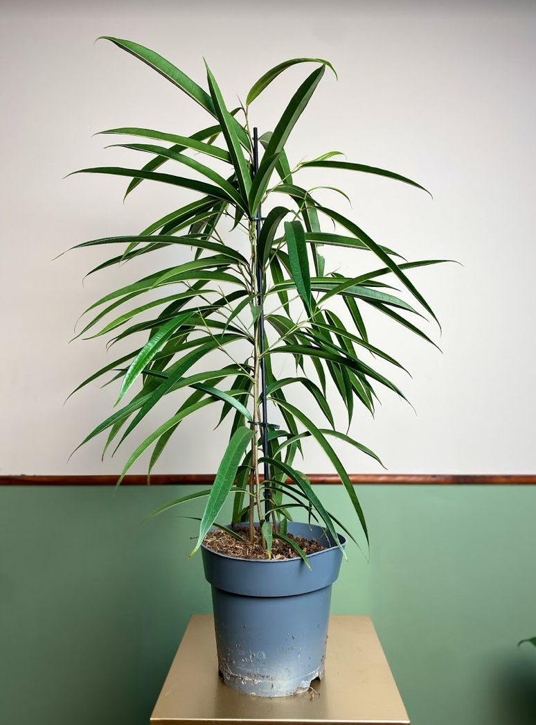 Ficus bin. Alii