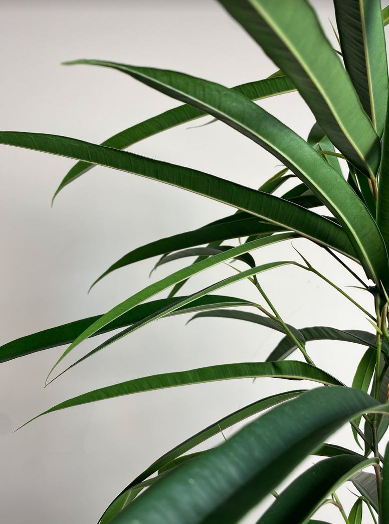 Ficus bin. Alii