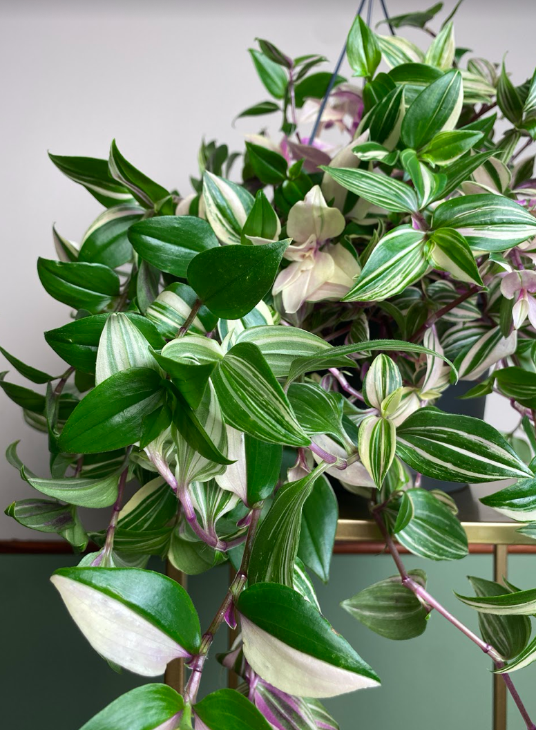 Tradescantia flum Quadricolor