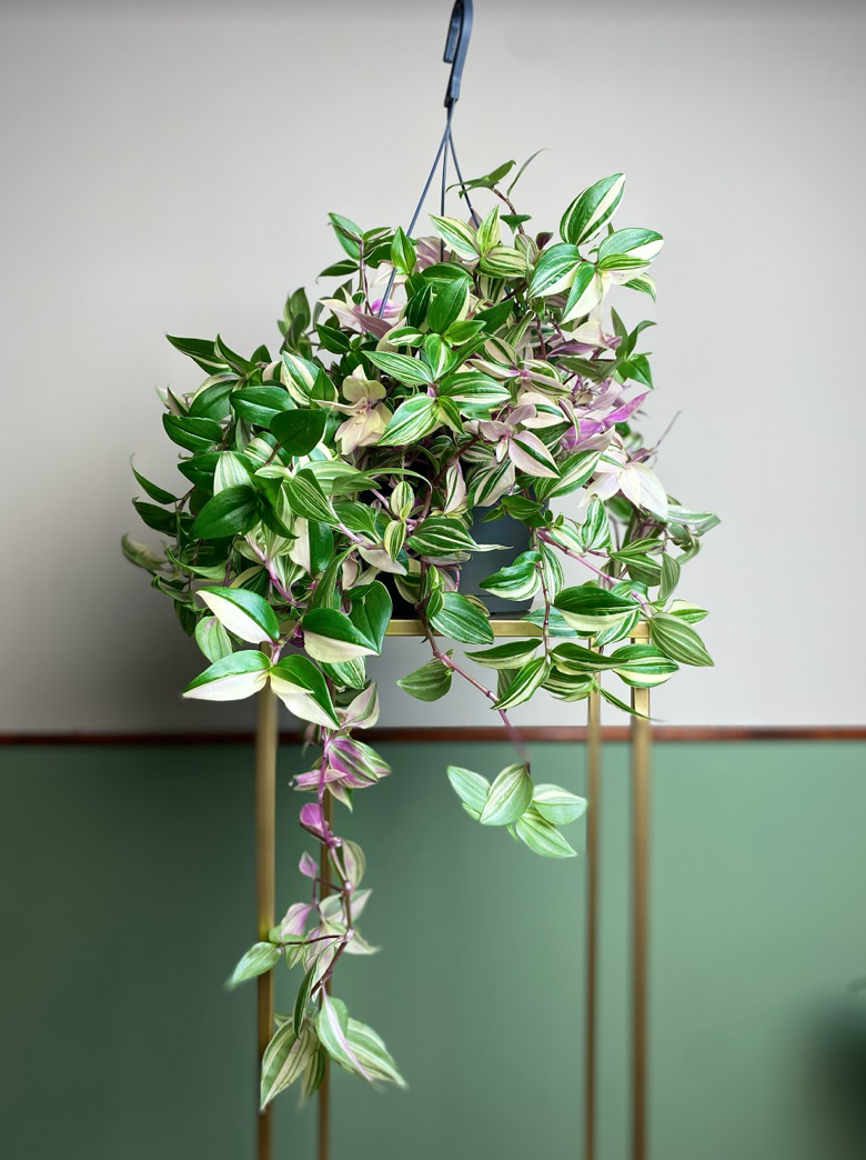 Tradescantia flum Quadricolor