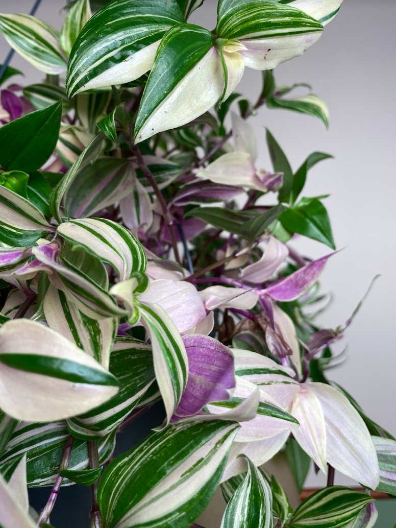 Tradescantia flum Quadricolor