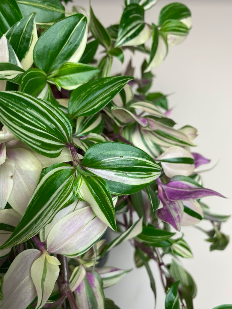 Tradescantia flum Quadricolor