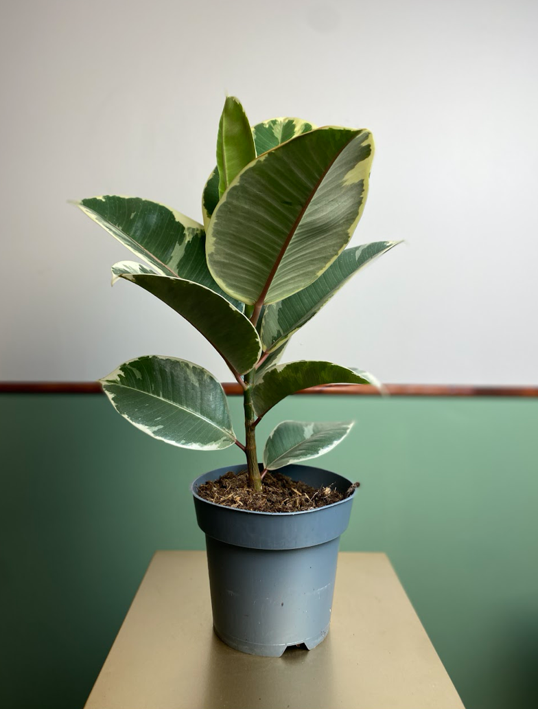 Ficus Tineke M