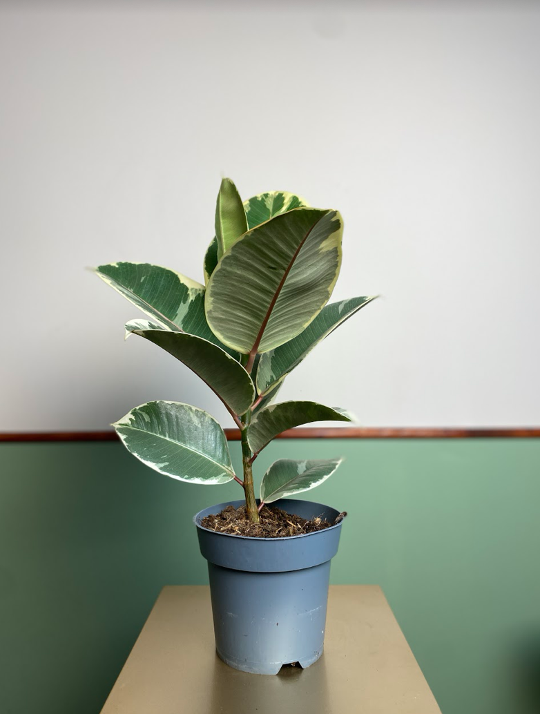 Ficus Tineke M