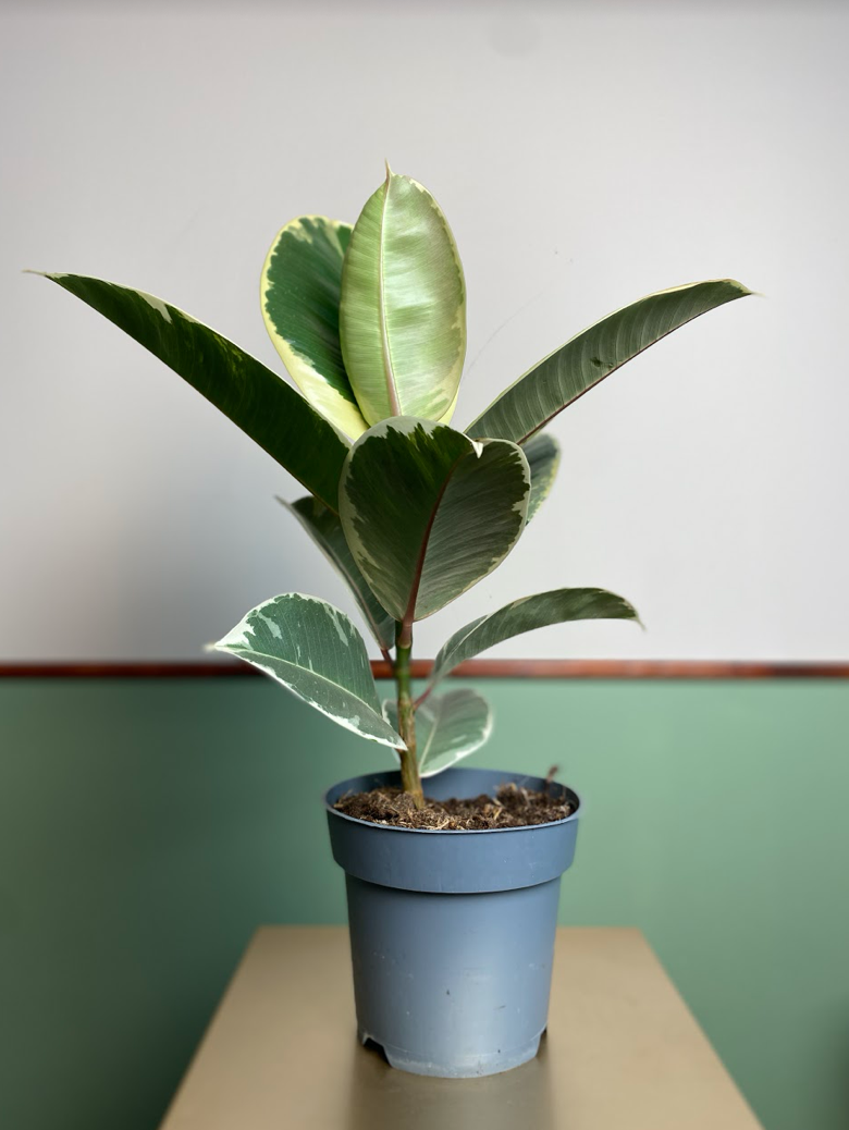 Ficus Tineke M