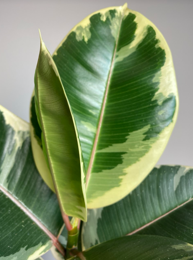 Ficus Tineke M