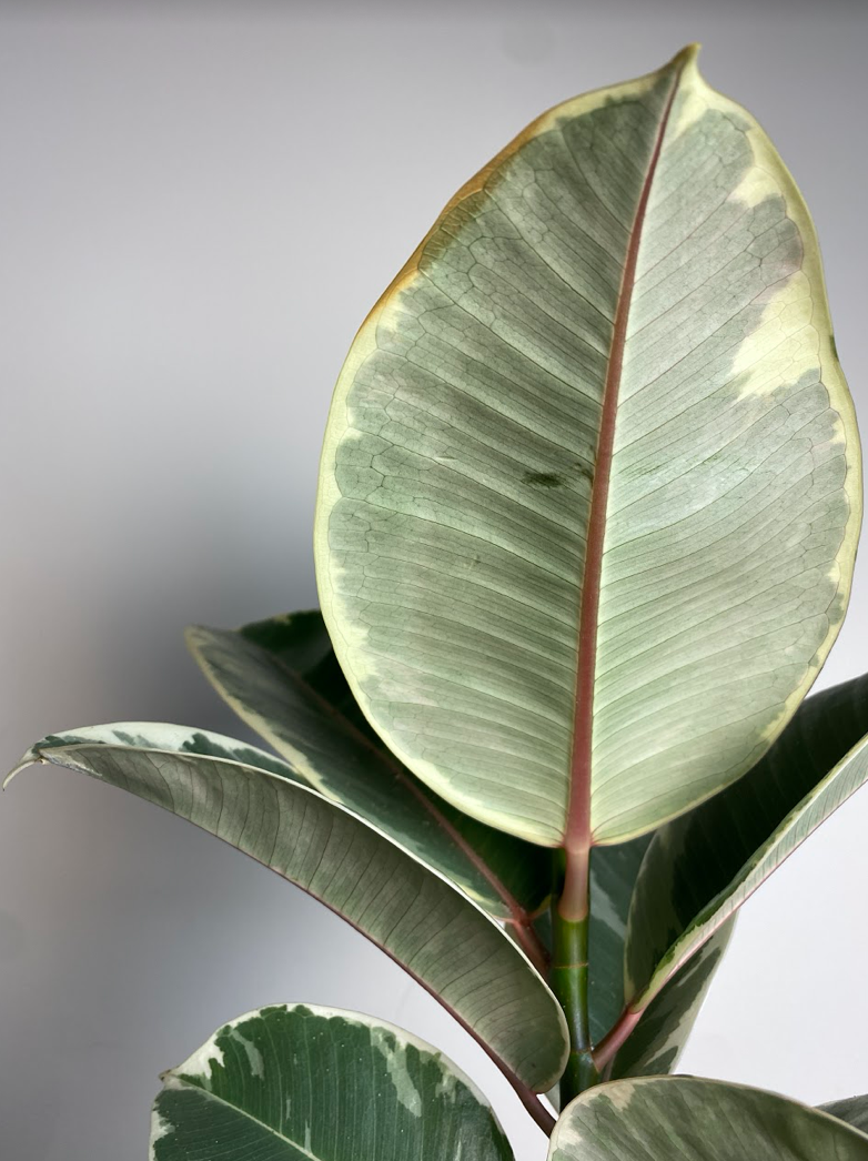 Ficus Tineke M