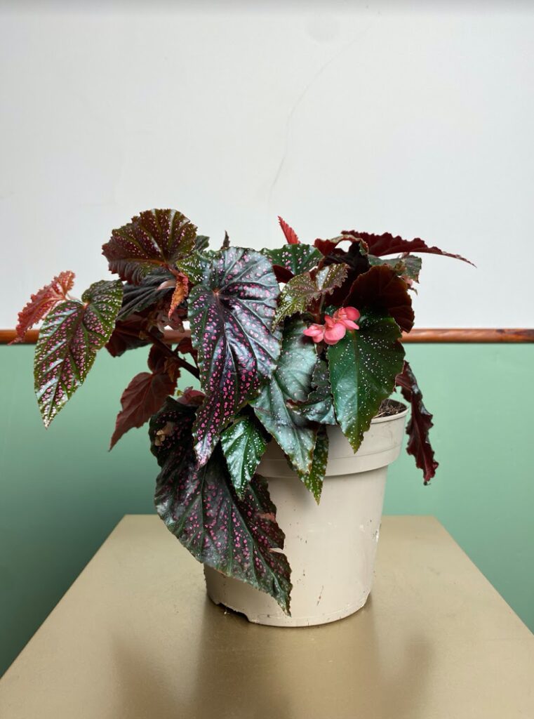 Begonia Polka Pink