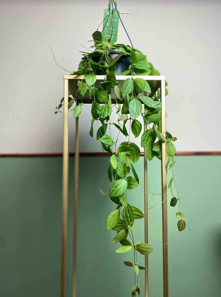 Dischidia Ovata
