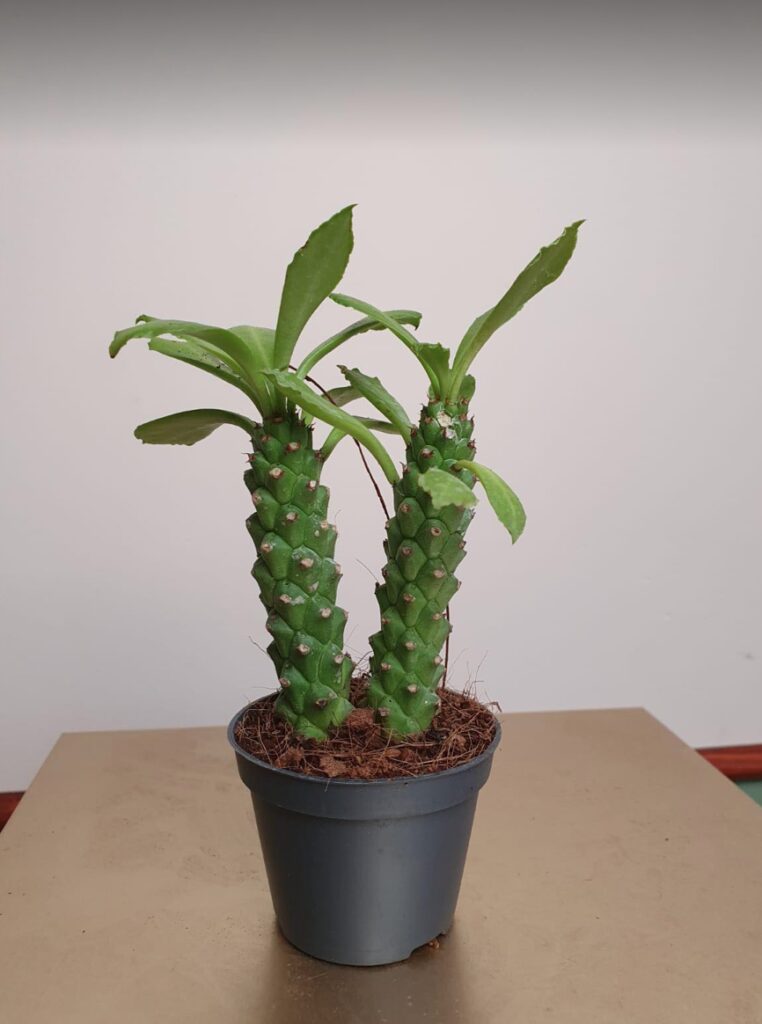 Monadenium Guentheri