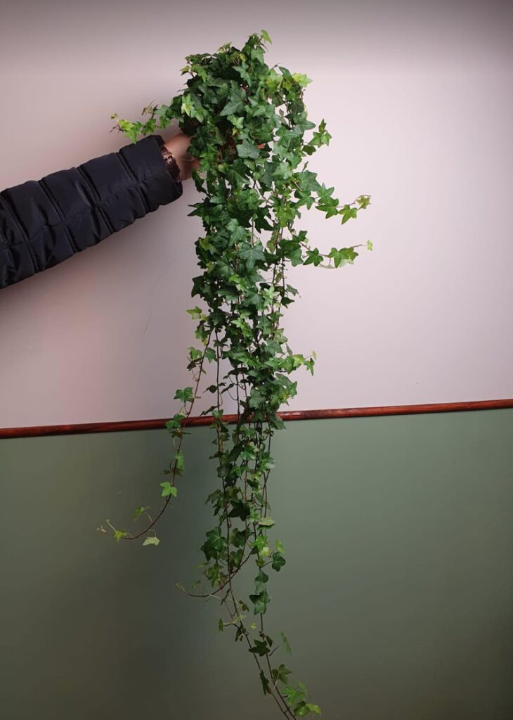 Hedera Green Fresh