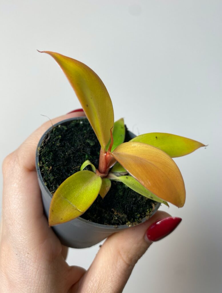 Philodendron Red King
