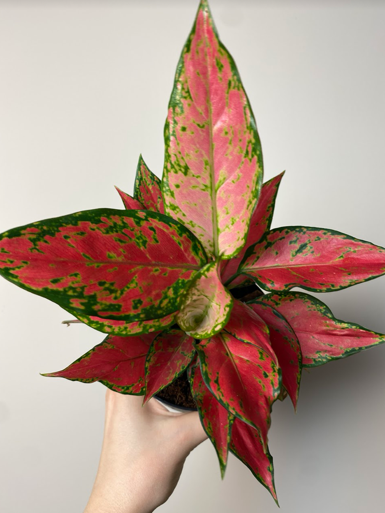 Aglaonema Merah