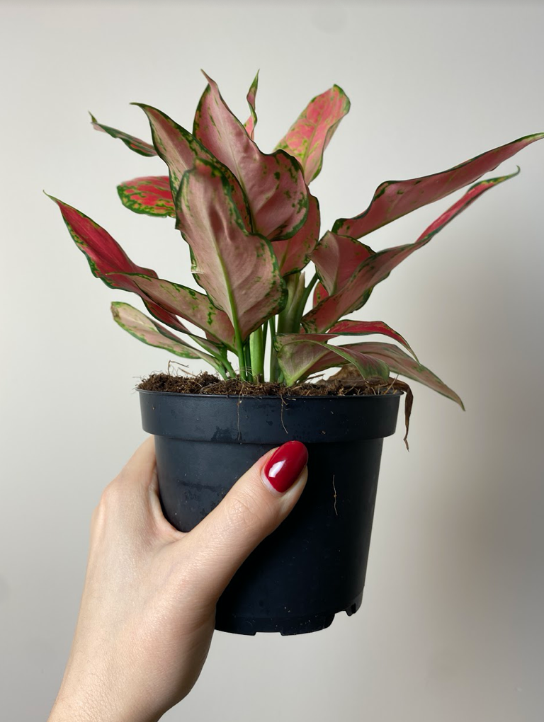Aglaonema Merah