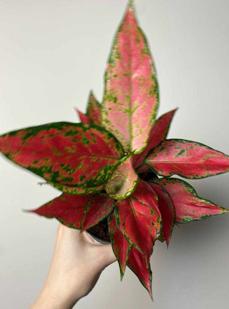 Aglaonema Merah