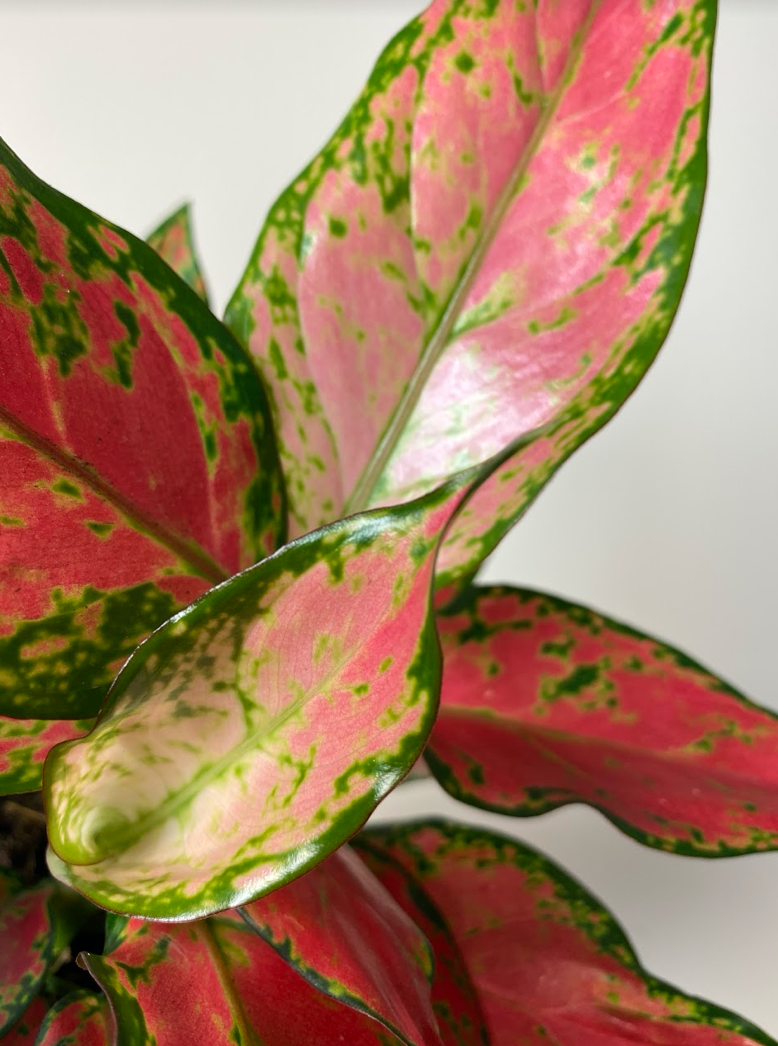 Aglaonema Merah