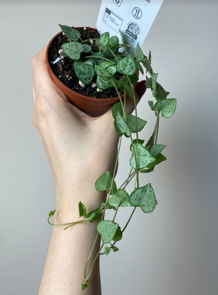 Ceropegia woodii Durban