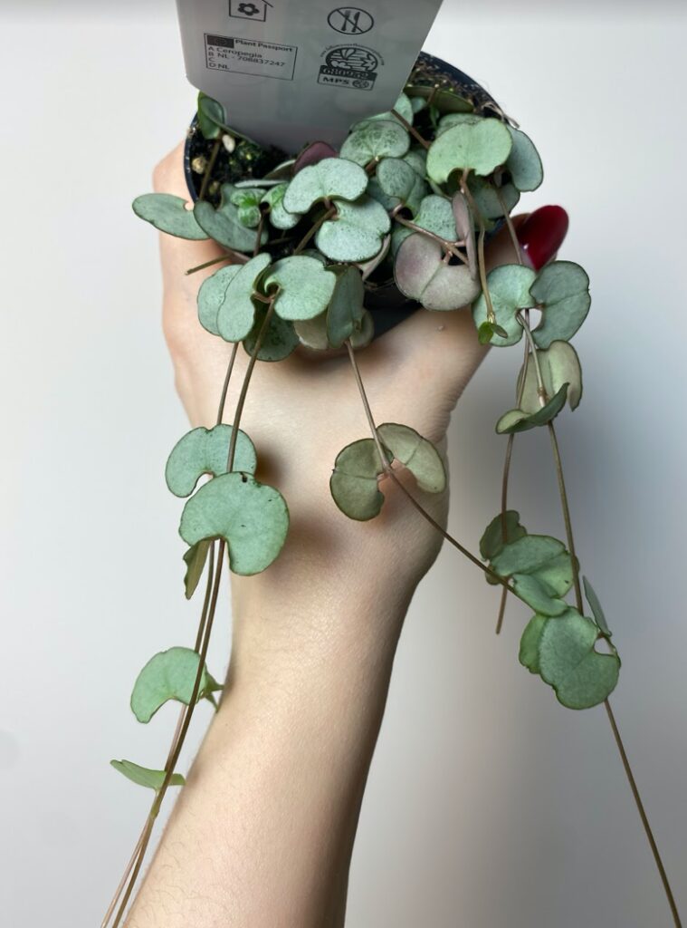Ceropegia Silver Glory