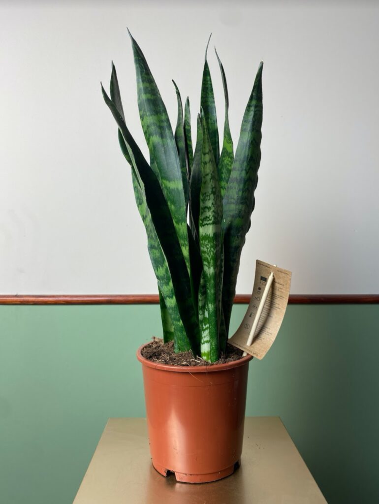 Sansevieria Black Coral