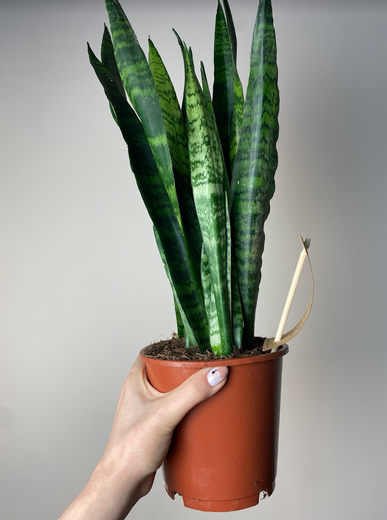 Sansevieria Black Coral