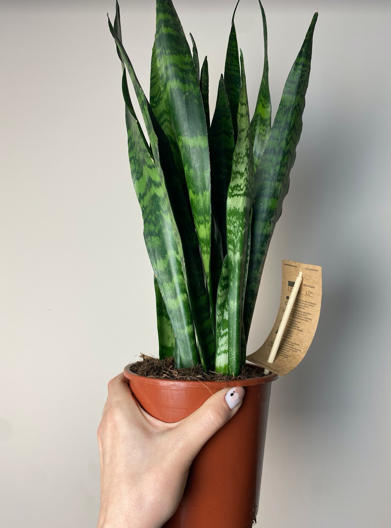 Sansevieria Black Coral