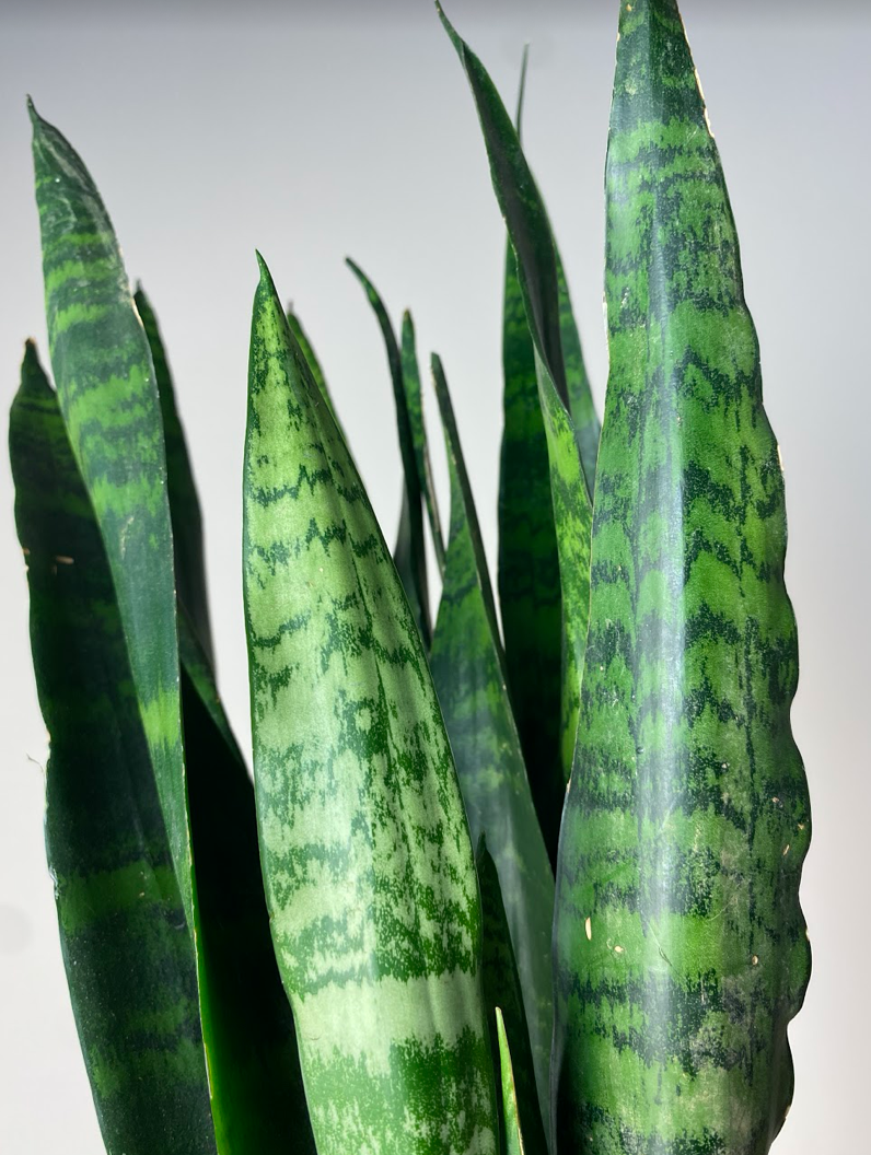 Sansevieria Black Coral