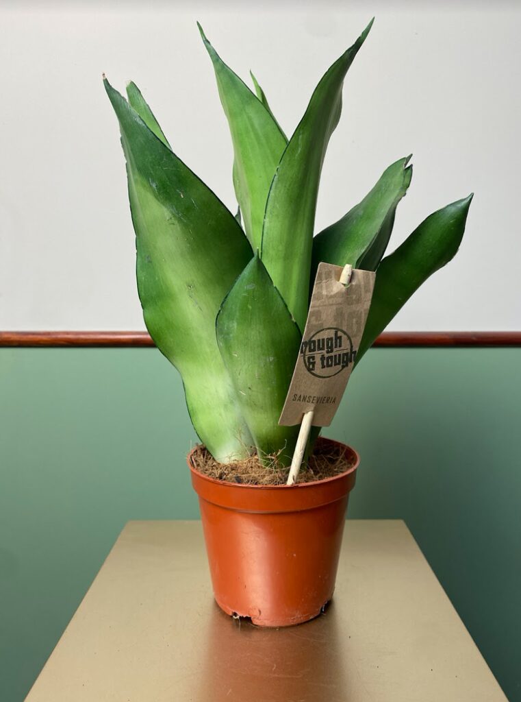 Sansevieria Moonshine S