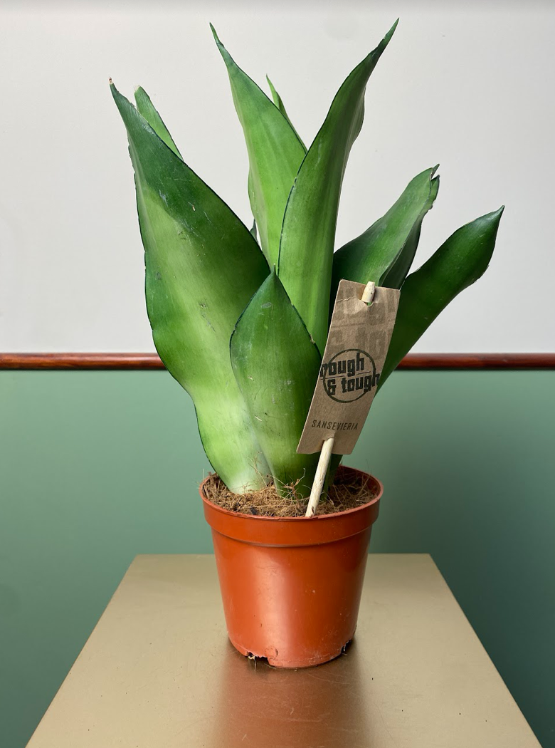 Sansevieria Moonshine