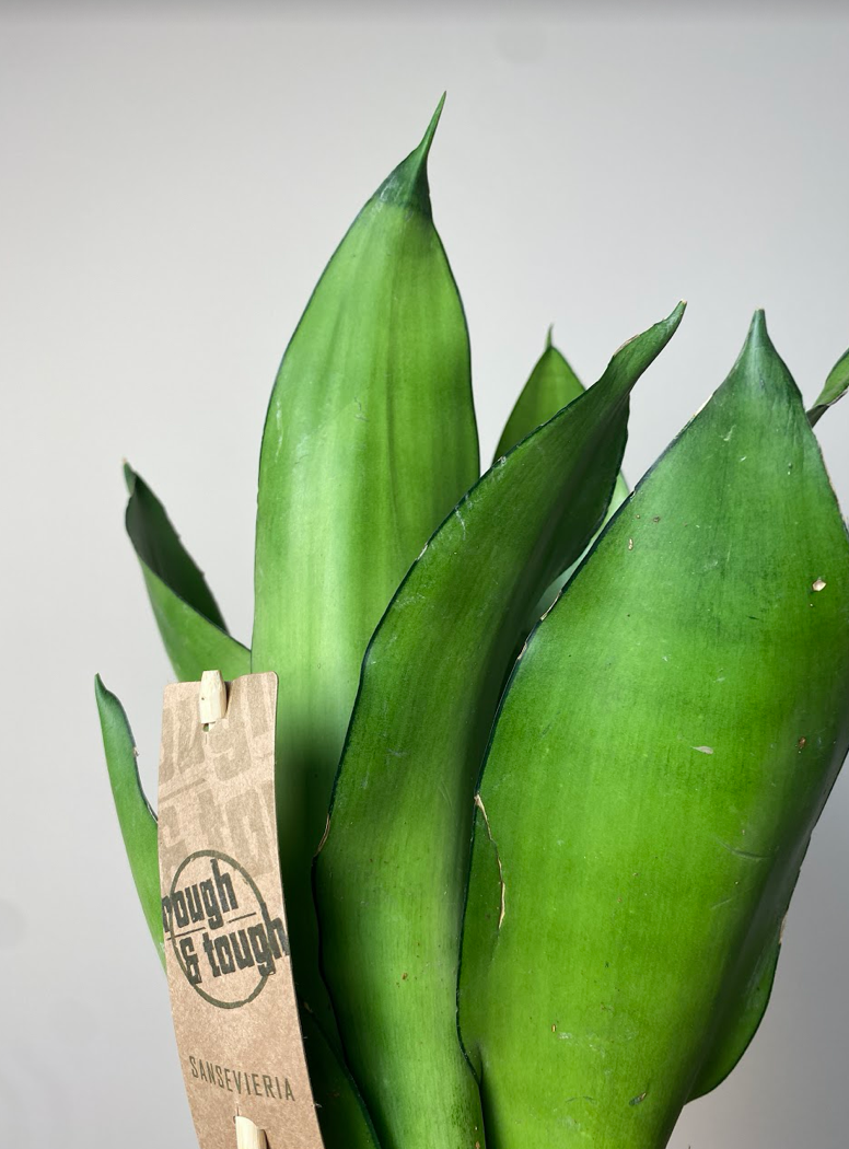 Sansevieria Moonshine