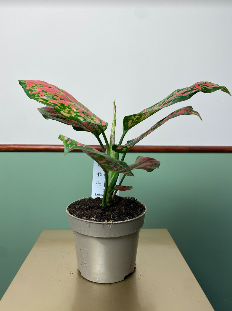 Aglaonema Spotted Star