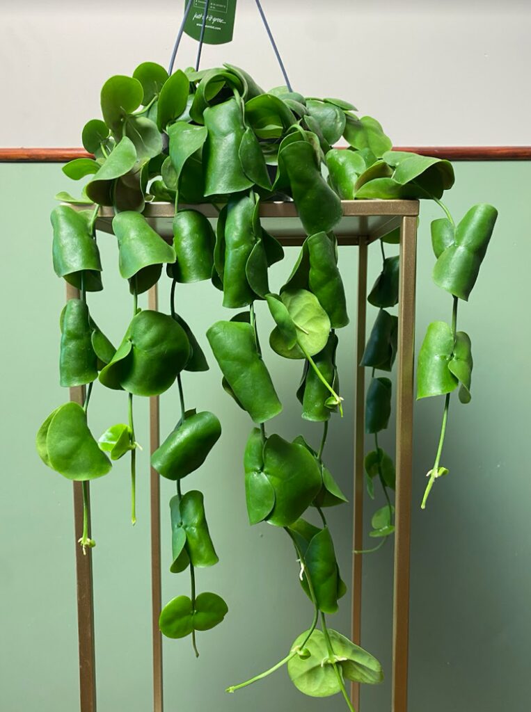 Dischidia platyphylla