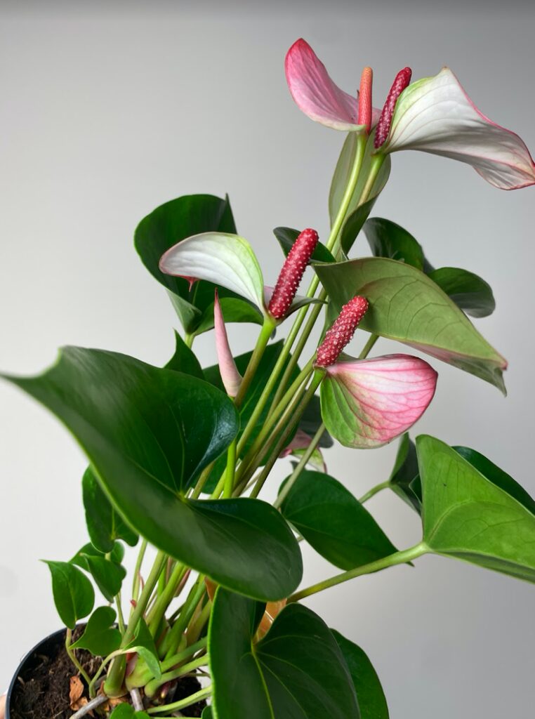 Anthurium Hot Lips