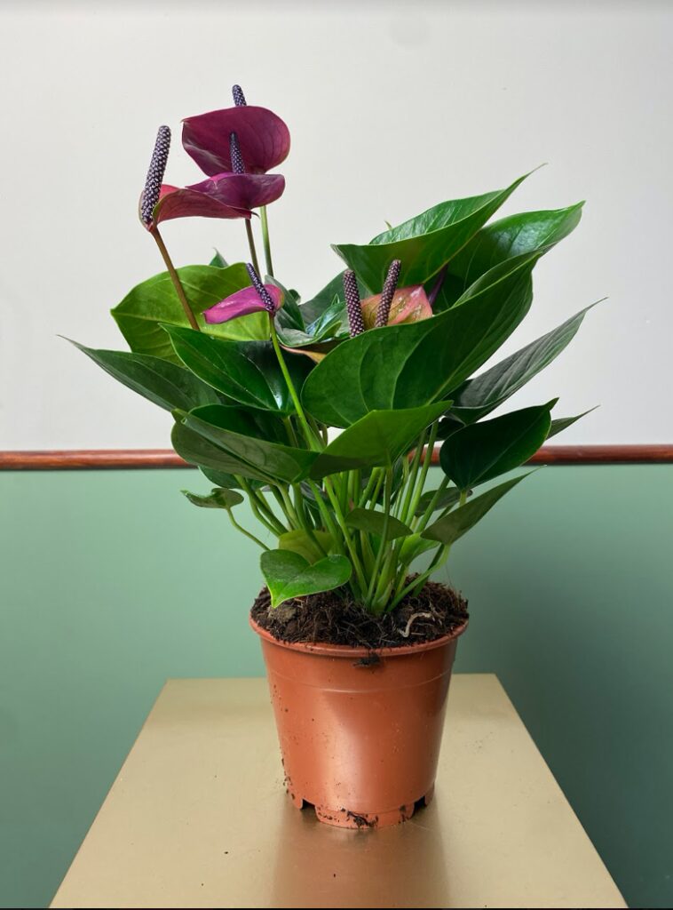 Anthurium Baby Purple