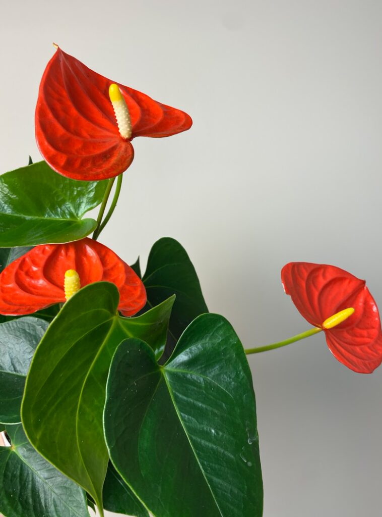 Anthurium Champion Orange