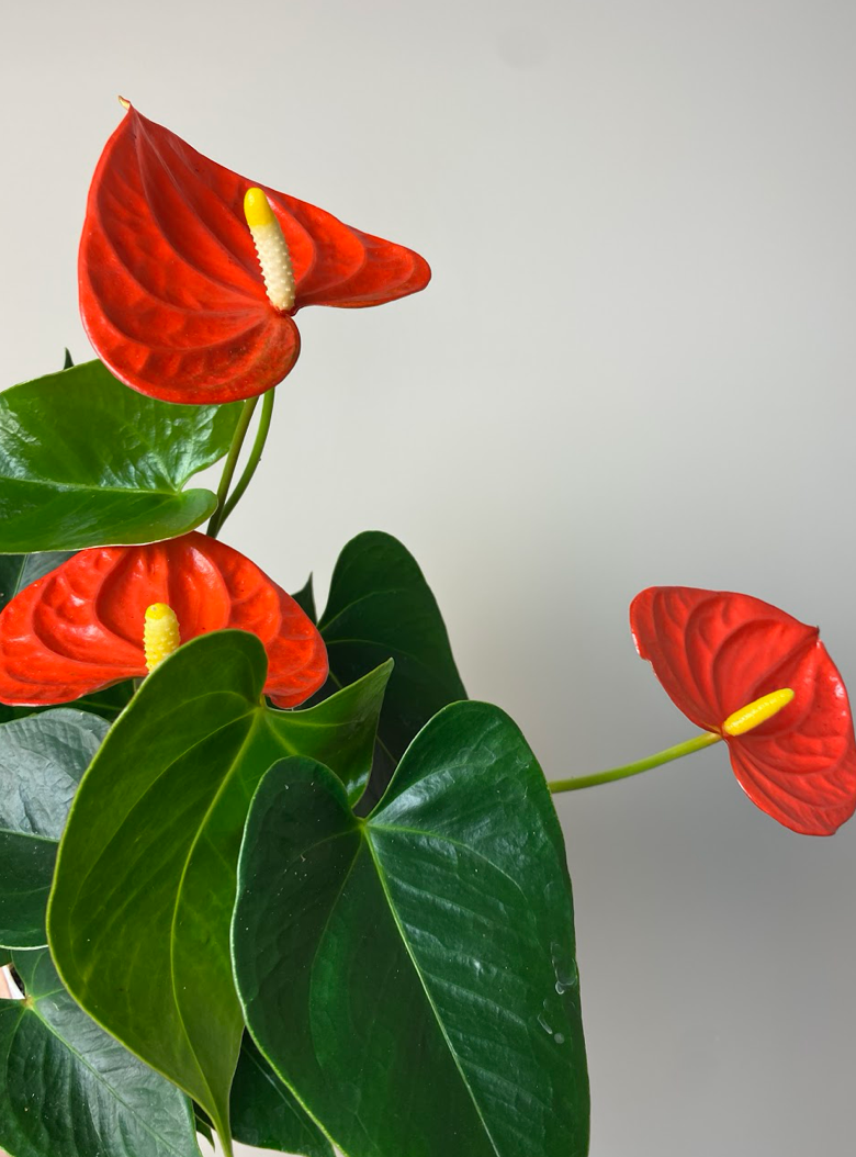Anthurium Champion Orange